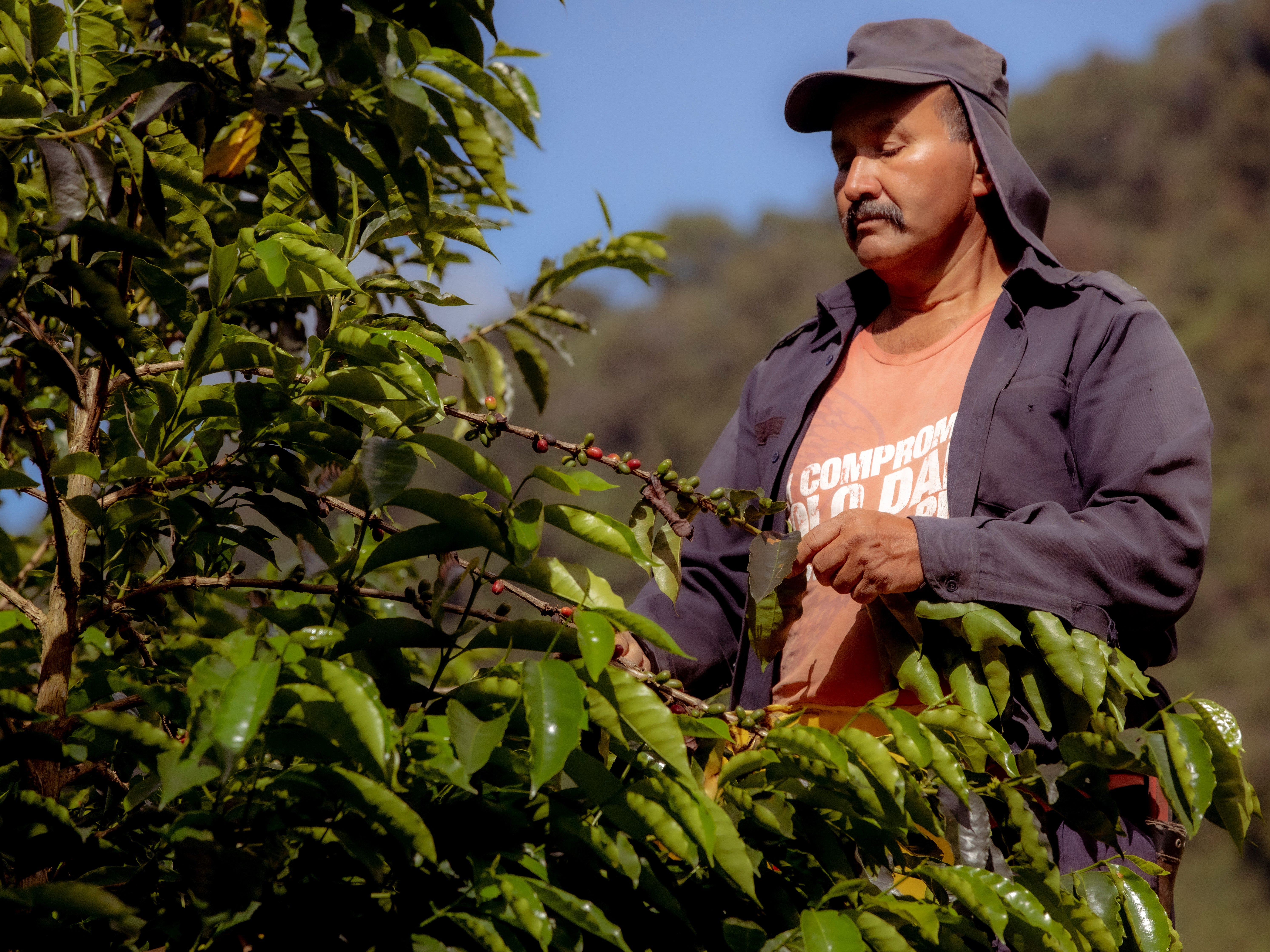 brand_nestle-chocolate-cocoa